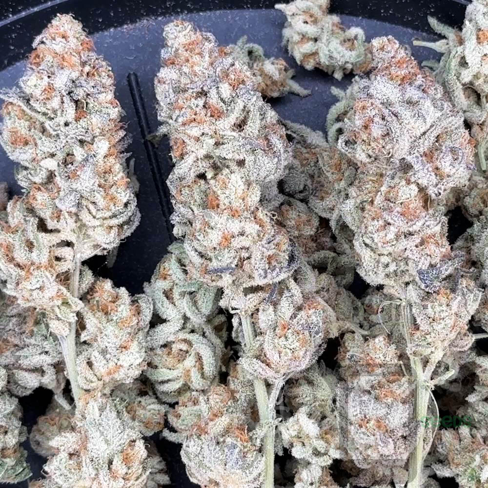 hella jelly platforms